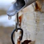 Birch syrup dripping out of a spile.