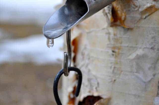 Birch syrup dripping out of a spile. 