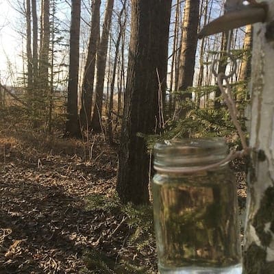 Dripping birch sap into collection jars. 