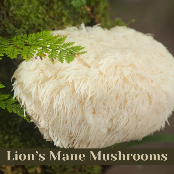 Graphic for lion's mane mushrooms. 