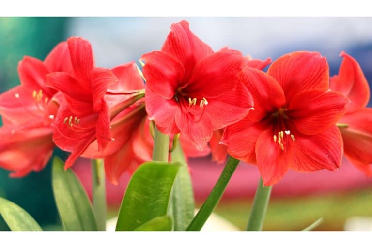 How To Regrow Amaryllis Bulbs