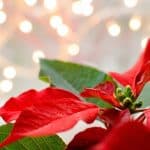 Red poinsettia against white lights.