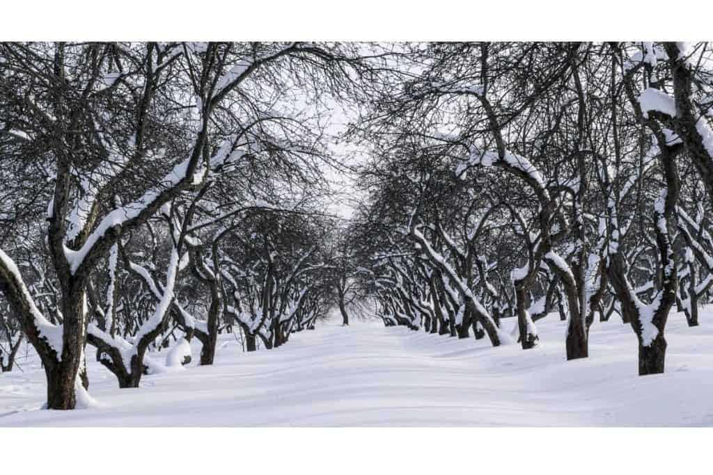Snow-covered orchard with bare trees in winter.
