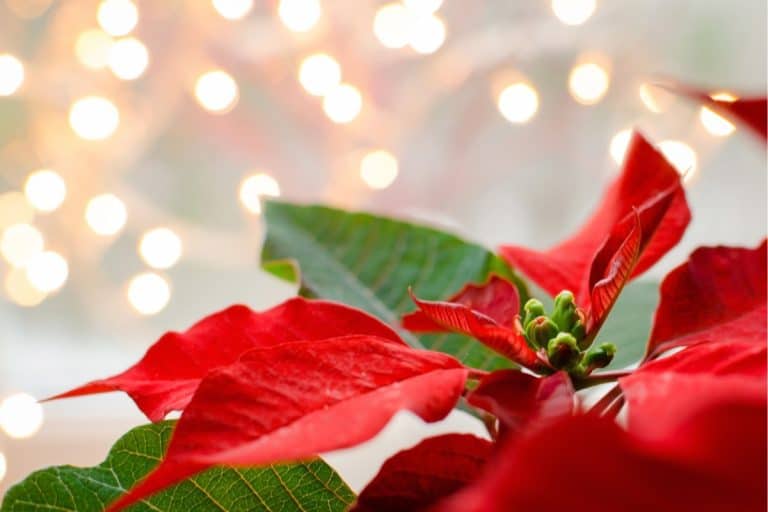 Red poinsettia against white lights.