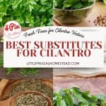 Pin for Best Substitutes For Cilantro.