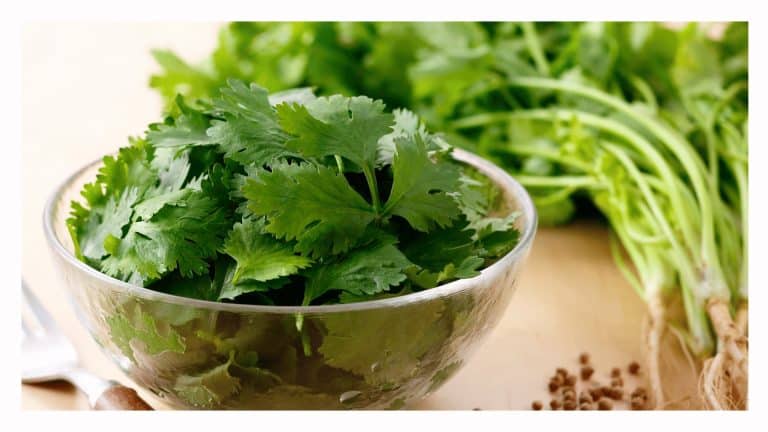 A bowl fresh cilantro.